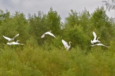 DSC_6075.jpg