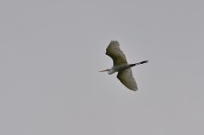 DSC_6086.jpg