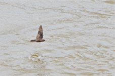 DSC_6153.jpg