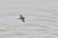 DSC_6158.jpg
