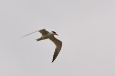 DSC_6168.jpg