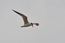 DSC_6169.jpg