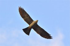 DSC_6328.jpg
