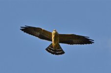 DSC_6349.jpg