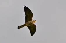 DSC_6384.jpg