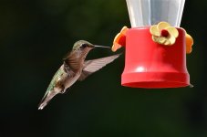 DSC_6260.jpg