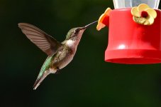 DSC_6261.jpg