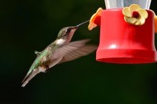 DSC_6262.jpg