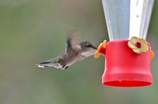 DSC_6135.jpg
