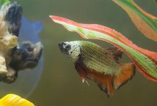 Betta9a.jpg
