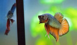 Betta10a.jpg