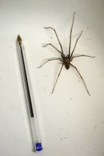 Eratigena atrica.jpg