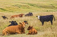 Cows.jpg