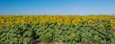 Sunflower1.jpg