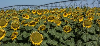 Sunflower2.jpg