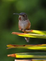 Hummer.jpg