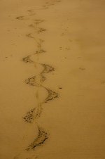 20140831-Sand trail2.jpg