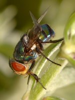 Fly3.jpg