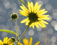 SunflowerBack 066.jpg