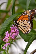 DSC_6423.jpg