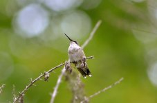 DSC_6416.jpg