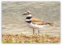 Bird at Chesterfield.jpg