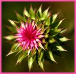 Pretty Sticker Weeds.jpg