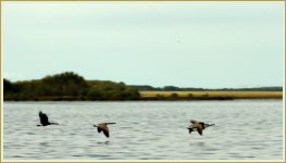 canada geese in flight_DSC8658 -1.jpg