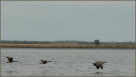 Canada Geese _DSC8659 -1.jpg