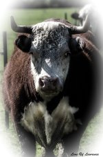 Cow LOL.jpg