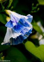 Blue Wonder (1 of 1).jpg