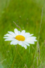 20140902-Dreamy.jpg