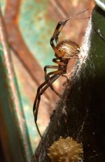 BrownWidow2.jpg