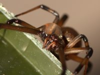BrownWidow4.jpg