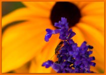 Blue Salvia Yellow Daisy and Bug.jpg