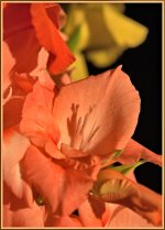 Pink Glad_DSC8567 -1.jpg