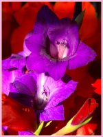 purple glad_DSC8583 -1.jpg