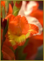 Glads_DSC8547 -1.jpg