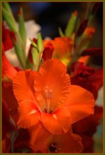 Glads_DSC8549 -1.jpg