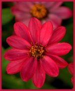 Bright Pink Zinnia.jpg
