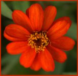 Orange Zinnia Sept. 2014.jpg