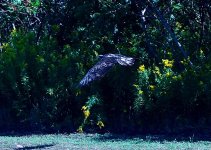 DSC_1354.jpg