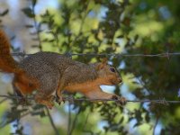 Squirrel.jpg