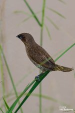 bird-lr5-new.jpg