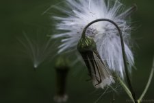 DSC_1346.jpg