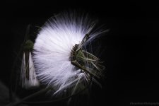 DSC_1355.jpg