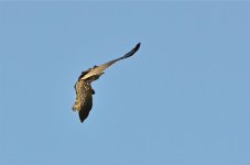 DSC_6517.jpg