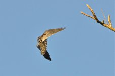 DSC_6518.jpg
