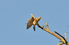 DSC_6519.jpg