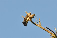 DSC_6520.jpg